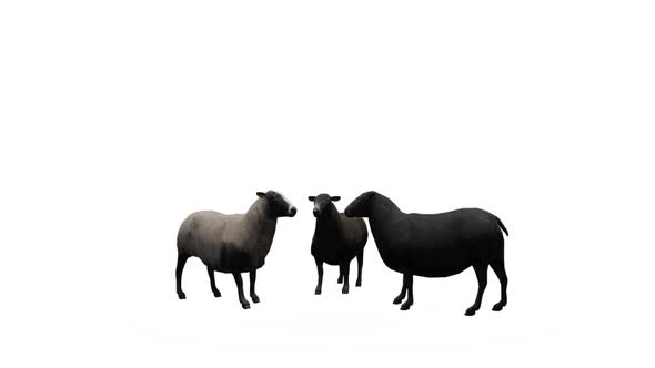 Black Sheeps