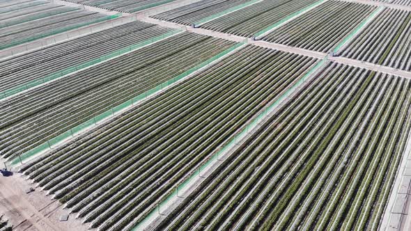 Aerial View of a Strawberry Farm in Australia