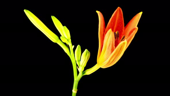 Time Lapse of Beautiful Red Lily Flower Blossoms