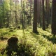 Sunrise in summer forest - VideoHive Item for Sale