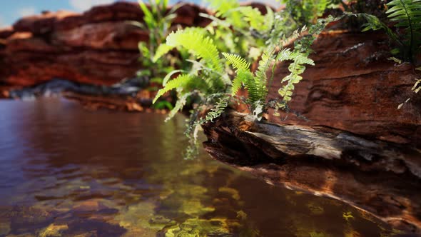 Tropical Golden Pond with Rocks and Green Plants alt