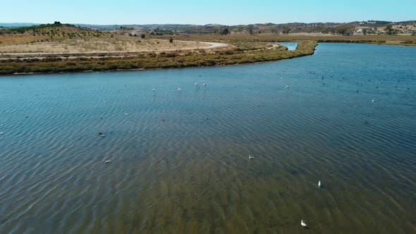 Aerial flight over group of flamingos resting in shallow water lake during sun