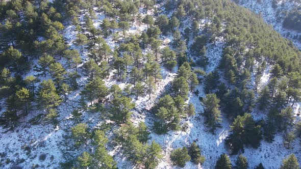 First Snow in the Forest