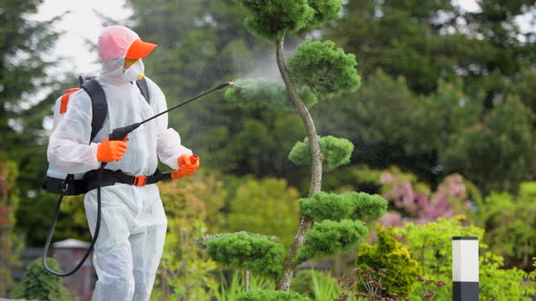 Gardener Insecticide Backyard Garden During Spring Maintenance