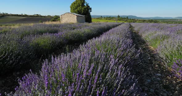 Field of lavenders,Ferrassieres, Provence, France