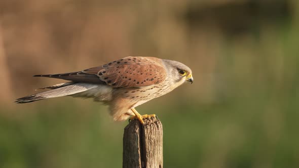 Male Common Kestrel bird, aka European kestrel, flying away from wooden stake, slow motion