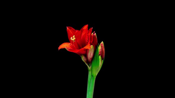 Time Lapse of Growth of White Hyperastrum Buds on Black Background