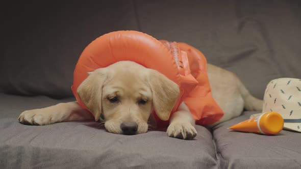 Lovely Labrador Retriever Puppy Wearing Orange Life Vest and Dreaming of Vacation Laying on Couch