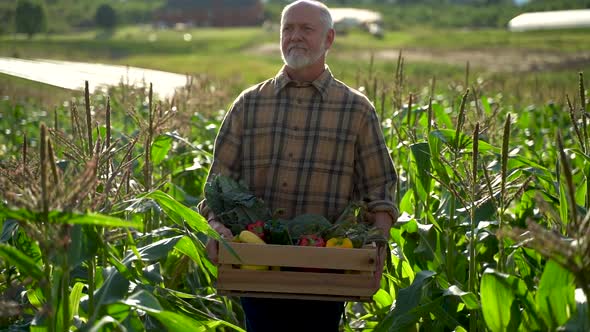 Medium wide angle farmer is holding a box of organic vegetables in field look away from camera at su