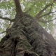 Forest Tree Trunk Upward Backlight Sunlight - VideoHive Item for Sale