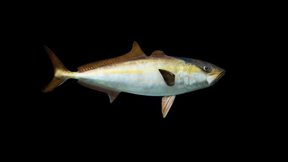 Amberjack Fish