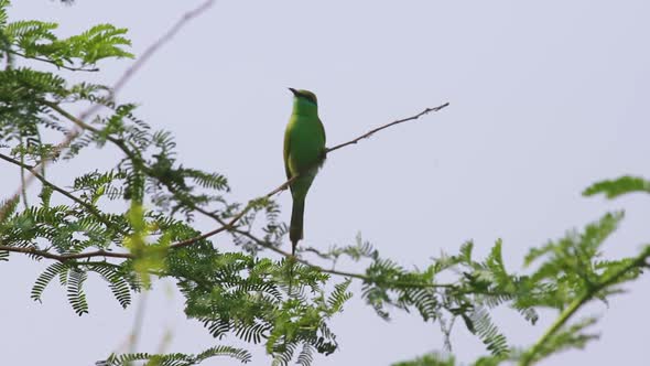 Blue-cheeked Bee-eater bird sitting on tree branch and looking for food I Bee eater bird stock video