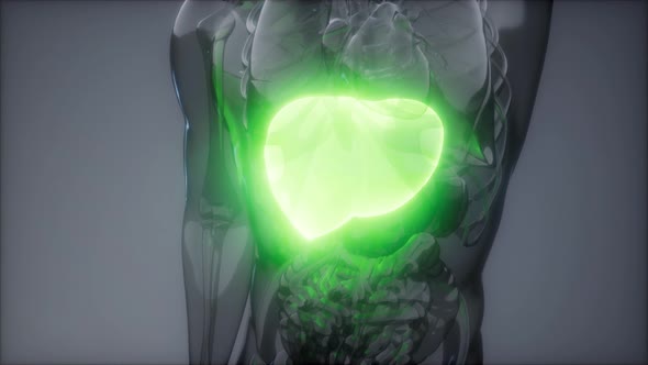Human Liver Radiology Exam alt
