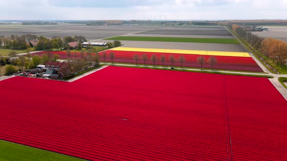 Tulip Field in The Netherlands Colorful Tulip Fields in Flevoland Noordoostpolder Holland Dutch