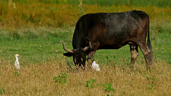 Camargue cattle (  Bos taurus) in the fields with Cattle egrets (Bubulcus ibis)