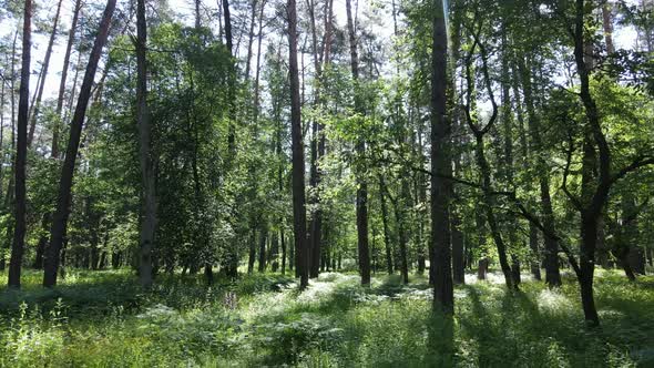 Trees in the Forest By Summer Day