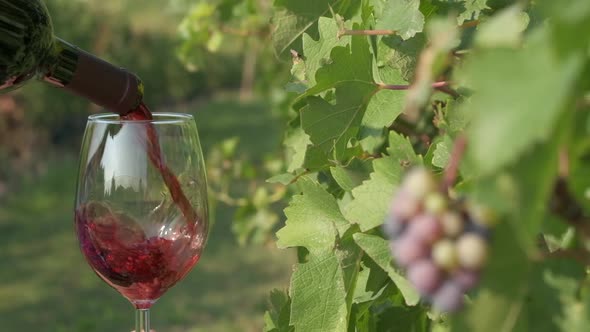 Pouring red wine in vine grapes vineyards at slow motion