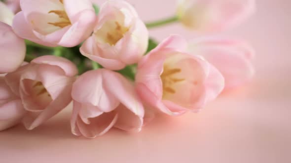 Light pink tulips on a pink background