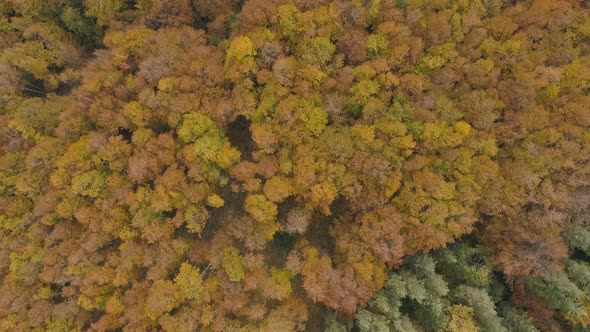 Colorful autumn forest view in Bulgaria at daylight. Birds eye