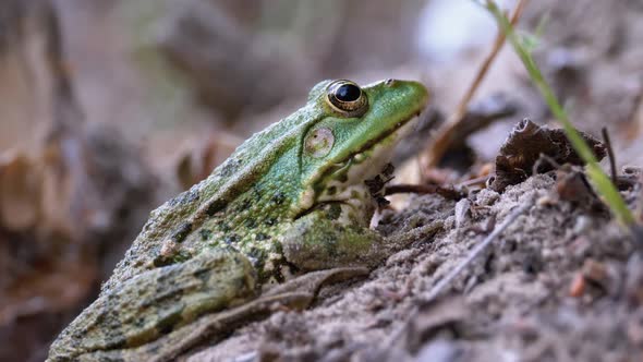 Frog Sits on the Sand Near the River Shore. Portrait of Green Toad.