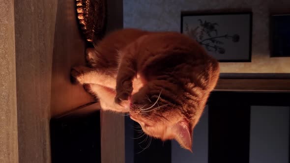 Ginger Cat Licks Furry Paw in Bright Sunlight