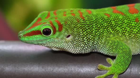 Macro of Day gecko as it turns around