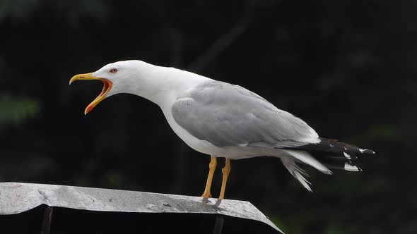 A Beautiful, Clean and Bright Feathered Seagull Bird on the Roof