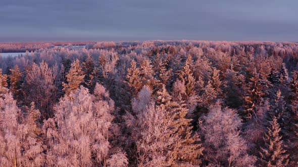 Winter Morning