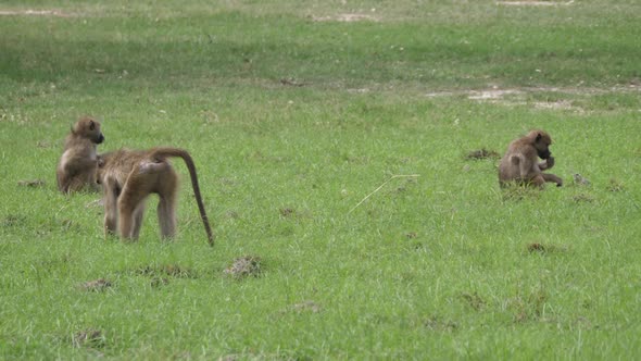 Two Baboons walking around on a grass field