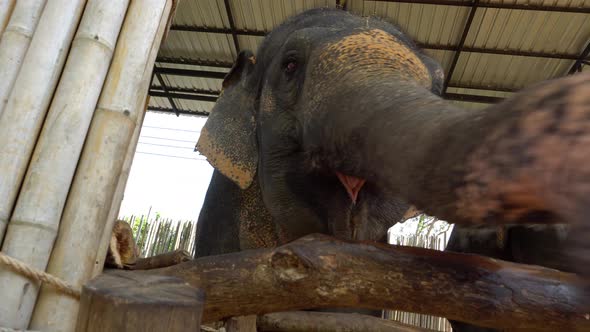 Elephants Eat Watermelons From the Hands of a Girl