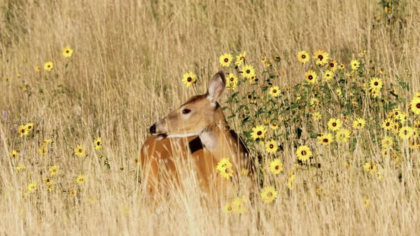 Female Mule Deer Eating Yellow Flowers