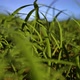 Camera Moving Slowly Through Wild Grass - VideoHive Item for Sale