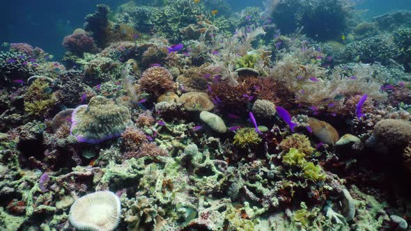 Coral Reef and Tropical Fish Underwater. Camiguin, Philippines