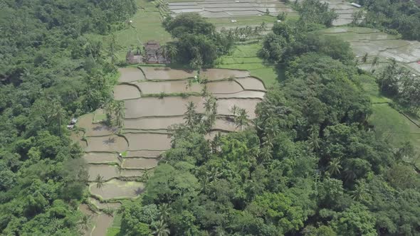  Aerial view of rice terraces with water, rice paddy fields, palms Tegallalang, Ubud, Bali Indonesia