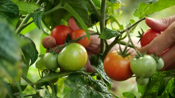 Farmer Is Harvesting Fresh Ripe Tomatoes Leaving Green Ones on the Plant To Ripen. Woman's Hand