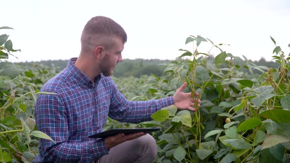 A Plant Specialist with Tablet, Checking the Field Soy a Background of Greenery. Concept Ecology