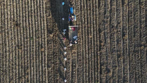 Potato Harvest in Turkey