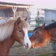 Slow Motion Horses Playing with Each Other One Bit the Other - VideoHive Item for Sale