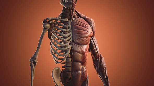 Muscular and Skeletal System of Human Body alt
