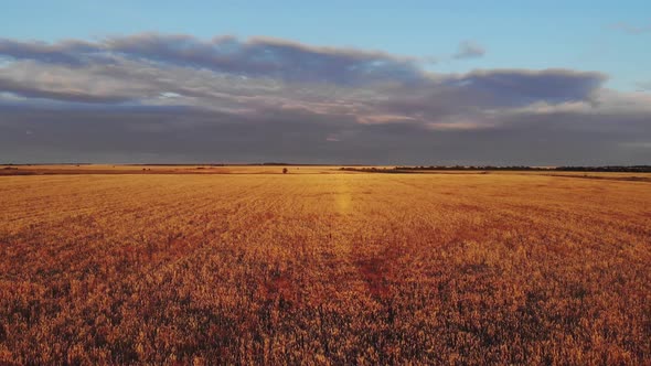 Aerial Drone Low Flight Above Ripe Yellow Wheat Field with Cloudy Blue Sky in the Background.