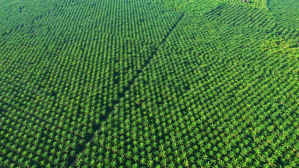 4K : Aerial view over the large palm oil plantation