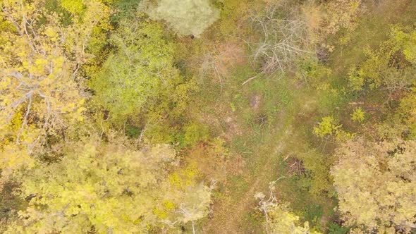 Vertical Video of Trees in the Forest in Autumn