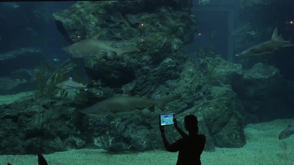 Taking Pictures of Sharks By Tablet at Big Aquarium. Siam Ocean World, Bangkok, Thailand