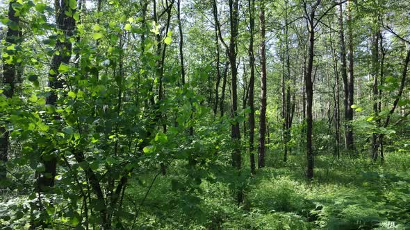 Trees in the Forest By Summer Day