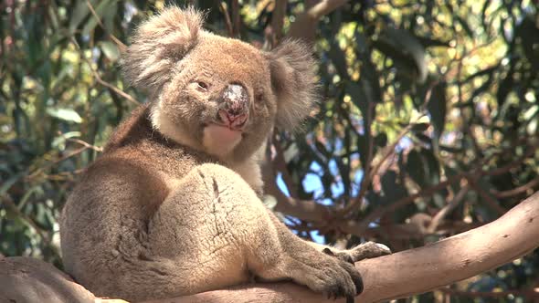 Koala in a tree looking around him 