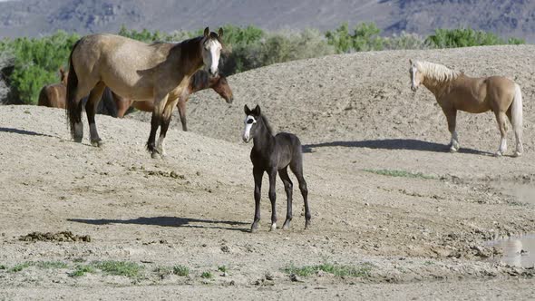 Wild horse colt walking near pond then running back to safety of mother