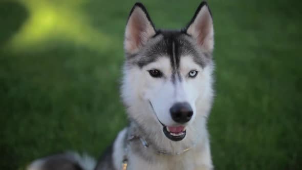 Funny Husky Dog with Different Eyes Looking for Something in the Grass