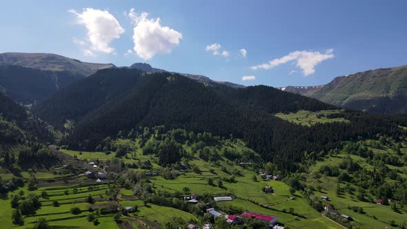 Pine Forests And Alpine Meadows