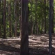 The Forest - 4k - VideoHive Item for Sale