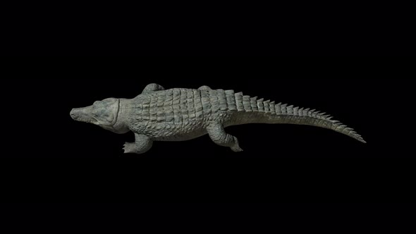 4K Alligator Walk Top View